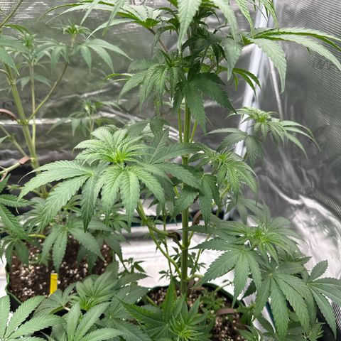 Tropicana Cookies Purple #4 growlog timeline photo