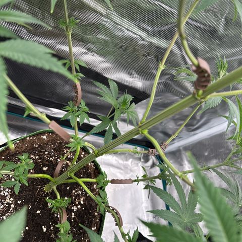 Tropicana Cookies Purple #3 growlog timeline photo