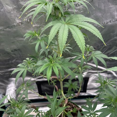 Tropicana Cookies Purple #3 growlog timeline photo