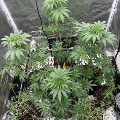 Tropicana Cookies Purple #4 growlog timeline photo