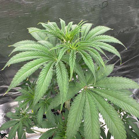 Tropicana Cookies Purple #3 growlog timeline photo
