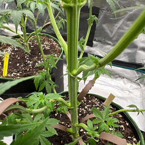 Tropicana Cookies Purple #4 growlog timeline photo