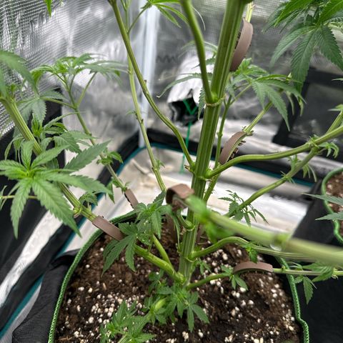 Tropicana Cookies Purple #2 growlog timeline photo