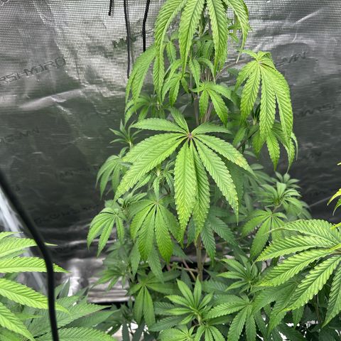 Tropicana Cookies Purple #3 growlog timeline photo