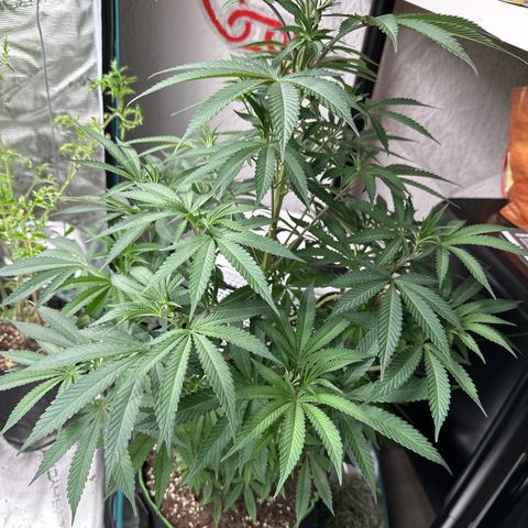 Tropicana Cookies Purple #1 growlog timeline photo
