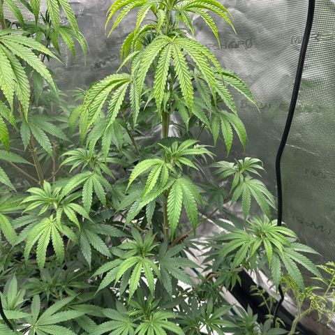 Tropicana Cookies Purple #4 growlog timeline photo