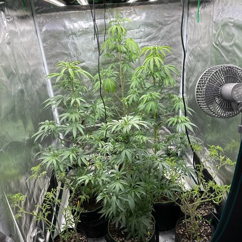 Tropicana Cookies Purple #4 growlog timeline photo