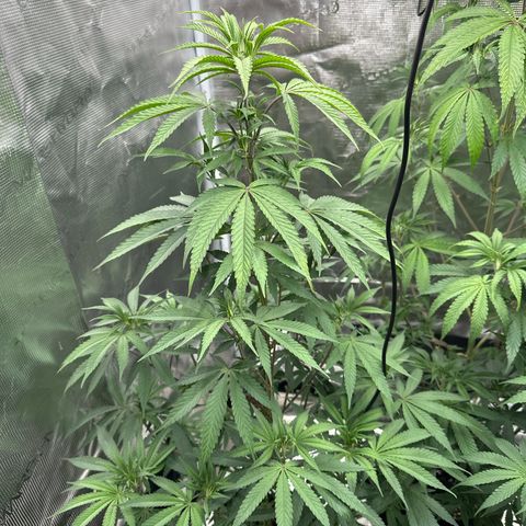 Tropicana Cookies Purple #2 growlog timeline photo