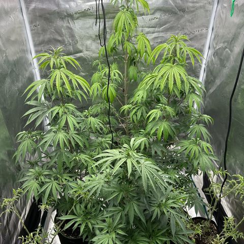 Tropicana Cookies Purple #4 growlog timeline photo