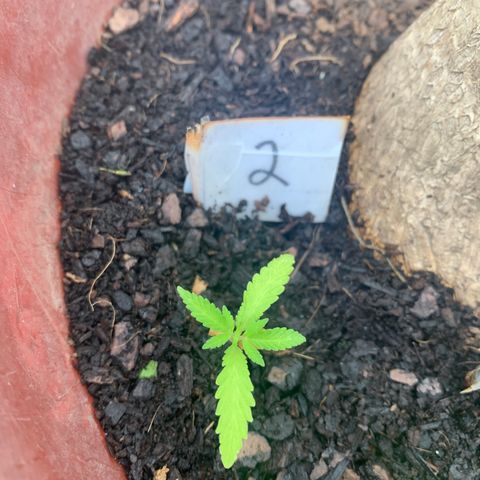 Tree 2 growlog timeline photo