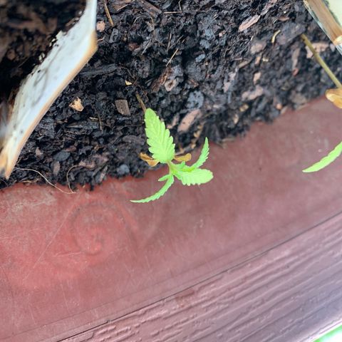 Tree 2 growlog timeline photo