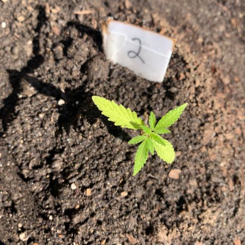 Tree 2 growlog timeline photo