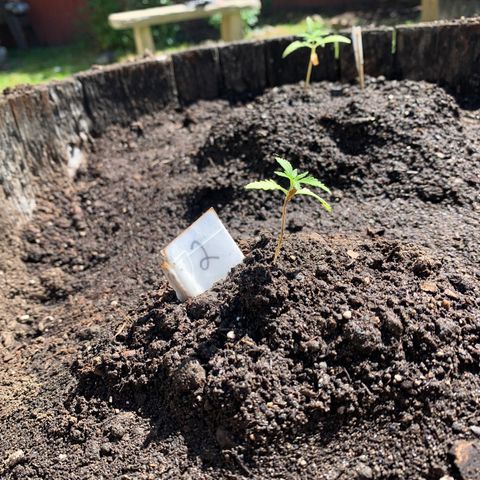 Tree 2 growlog timeline photo