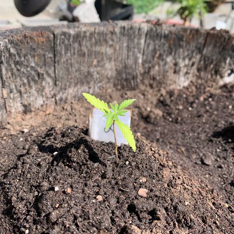 Tree 2 growlog timeline photo