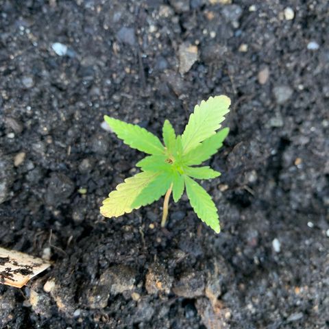 Tree 2 growlog timeline photo