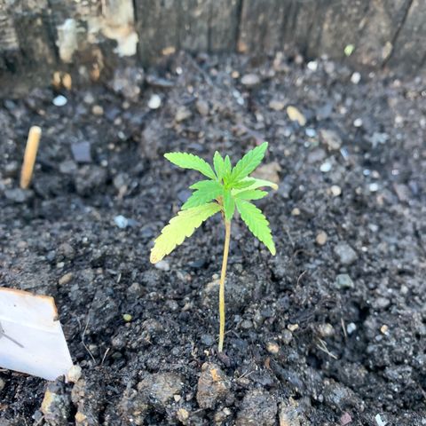 Tree 2 growlog timeline photo