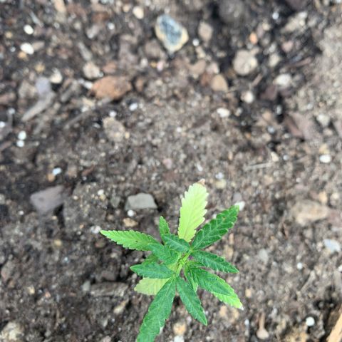 Tree 2 growlog timeline photo