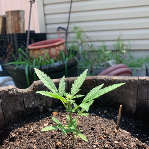 Tree 2 growlog timeline photo