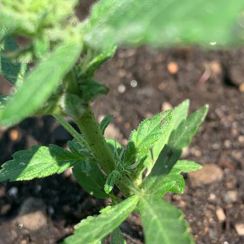Tree 2 growlog timeline photo
