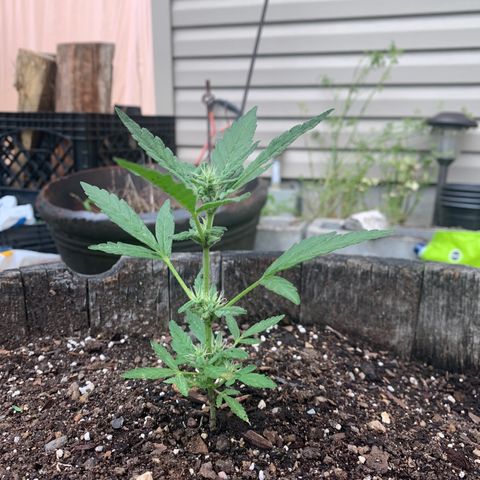 Tree 2 growlog timeline photo