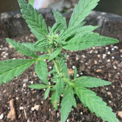 Tree 2 growlog timeline photo