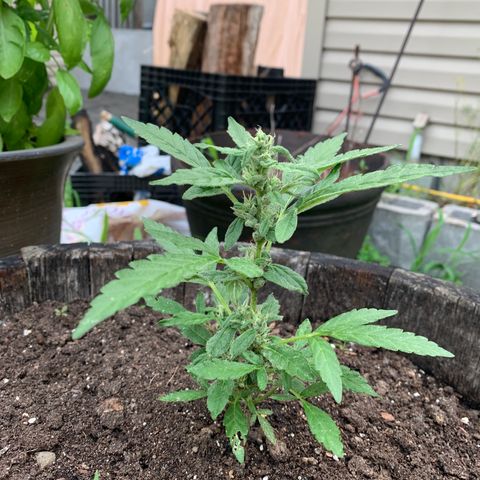 Tree 2 growlog timeline photo