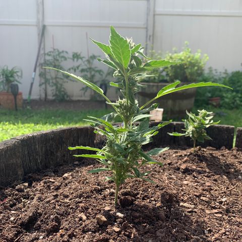 Tree 2 growlog timeline photo