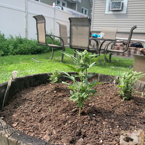 Tree 2 growlog timeline photo