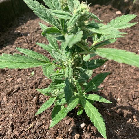 Tree 2 growlog timeline photo