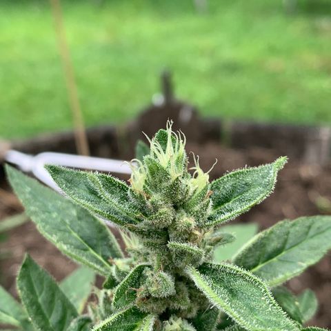 Tree 2 growlog timeline photo