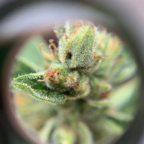 Tree 2 growlog timeline photo