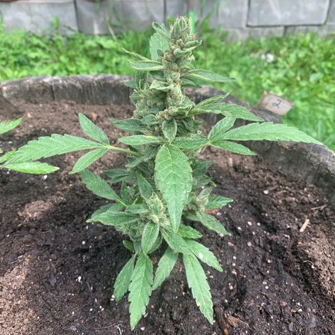 Tree 2 growlog timeline photo