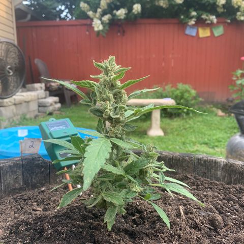 Tree 2 growlog timeline photo