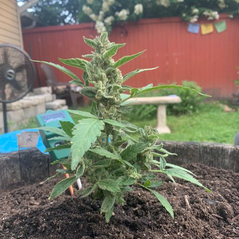 Tree 2 growlog timeline photo