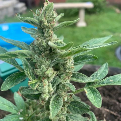Tree 2 growlog timeline photo