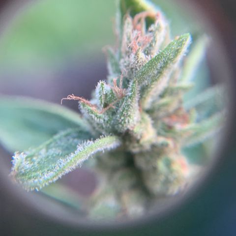 Tree 2 growlog timeline photo