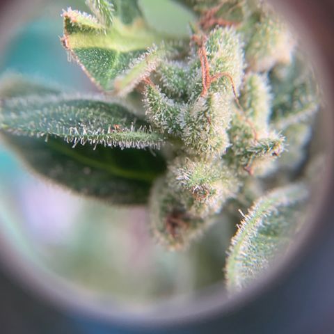 Tree 2 growlog timeline photo