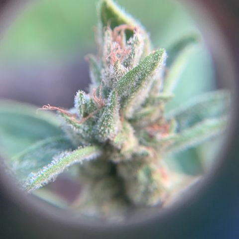 Tree 2 growlog timeline photo
