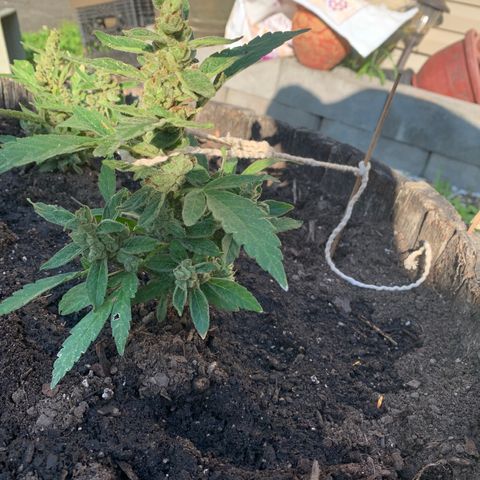 Tree 2 growlog photo: Slight bud rot 