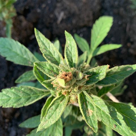 Tree 2 growlog photo: Slight bud rot 