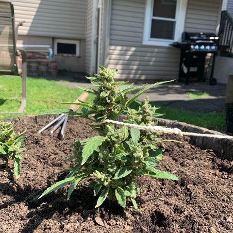 Tree 2 growlog timeline photo