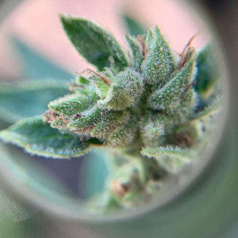 Tree 2 growlog timeline photo