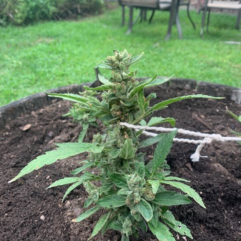 Tree 2 growlog timeline photo