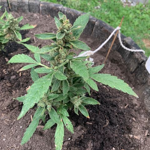 Tree 2 growlog timeline photo