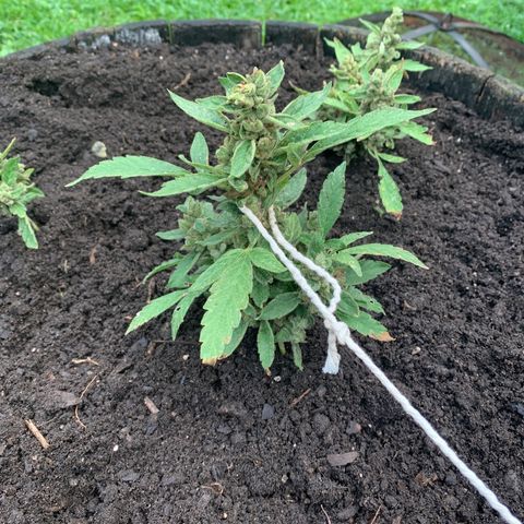 Tree 2 growlog photo: Mold leaf and mold budd — cut off 
