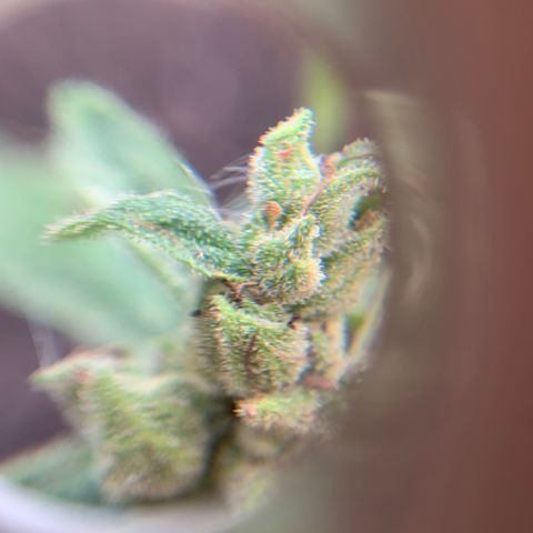 Tree 2 growlog photo: Mold leaf and mold budd — cut off 