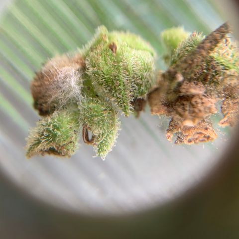 Tree 2 growlog timeline photo