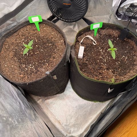 Candy Keit Auto growlog timeline photo