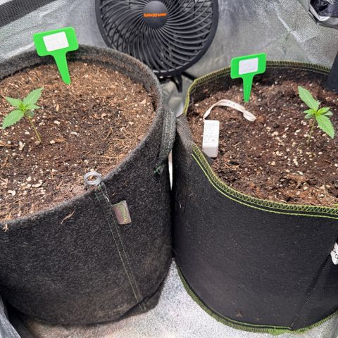 Candy Keit Auto growlog timeline photo