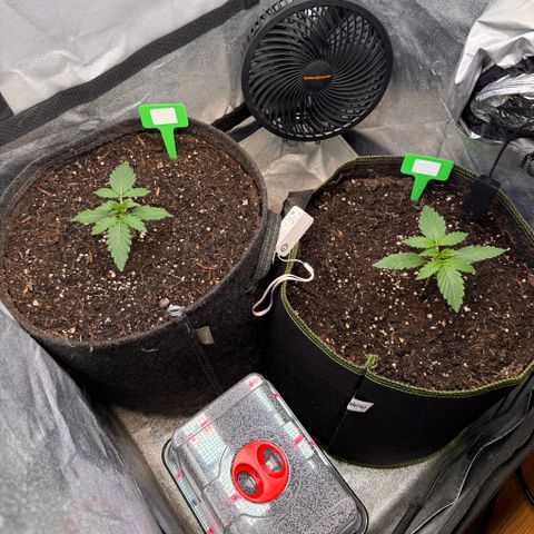 Candy Keit Auto growlog timeline photo